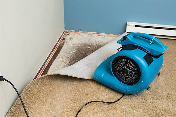 Best Local water damage restoration  in Black Canyon City, AZ